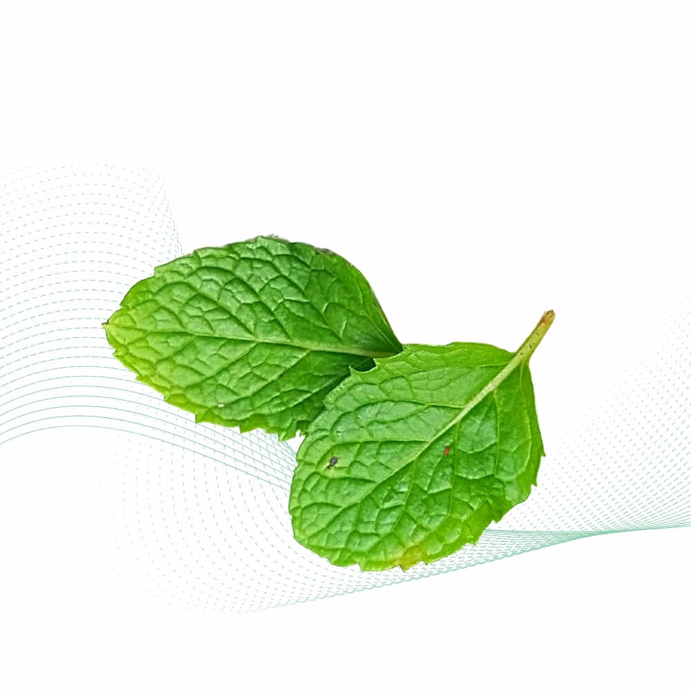 Fresh Mint
