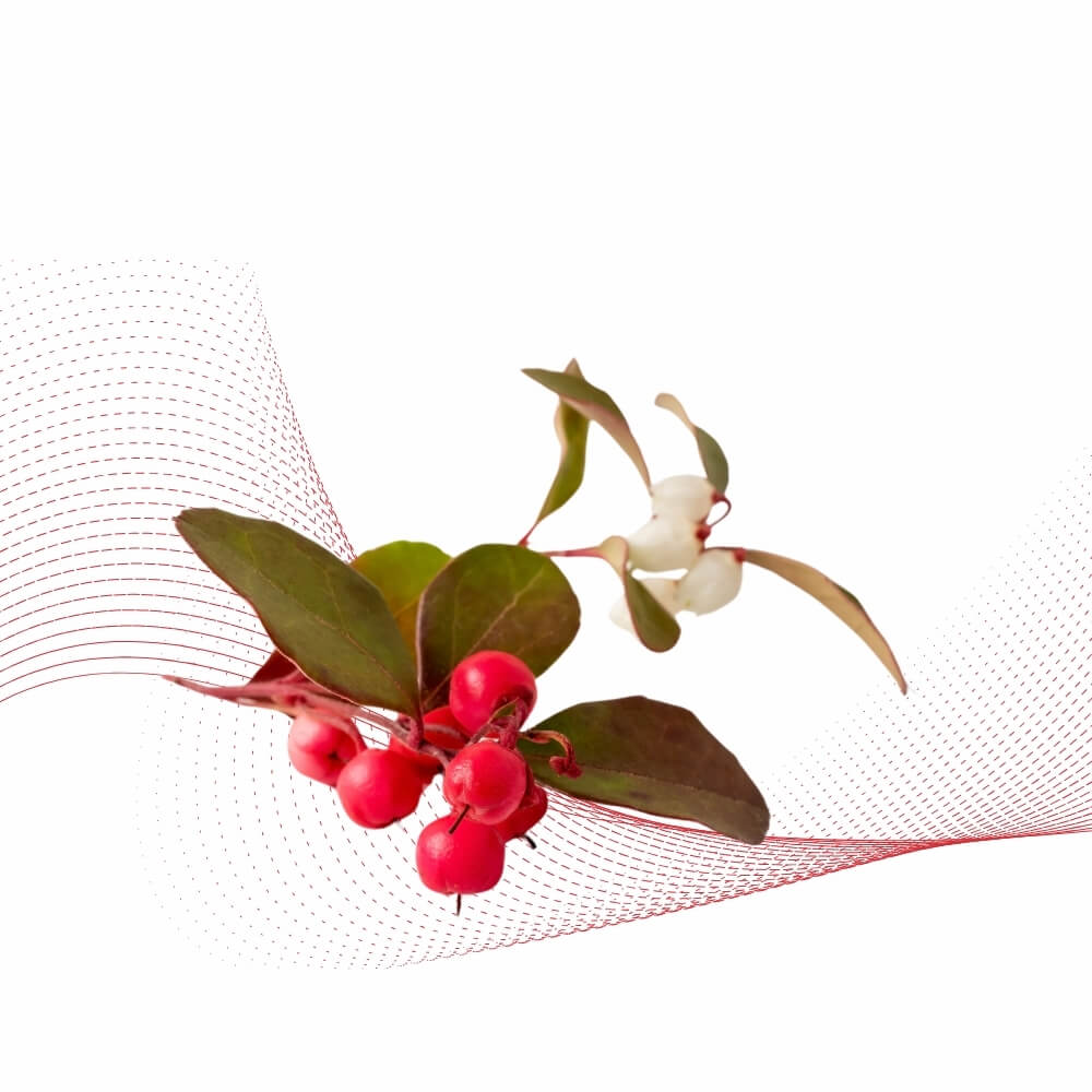 Wintergreen(Wintergreen)